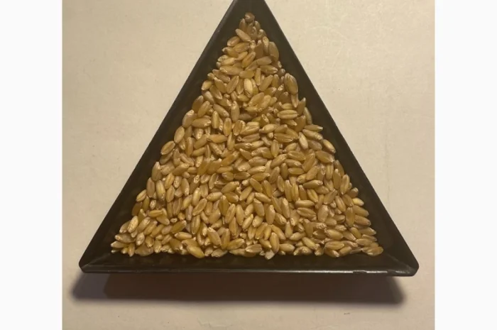 Пропонуємо насіння пшениці ярої- фото № 3