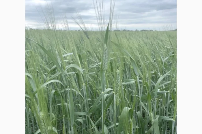 Продаж насіння пшениці твердої ярої Династія- фото № 1