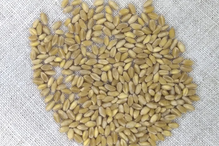 Продаж насіння пшениці твердої ярої Династія- фото № 2