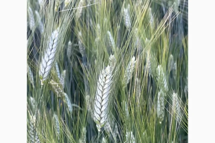 Насіння пшениці ярої твердої Деміра у продажу- фото № 1