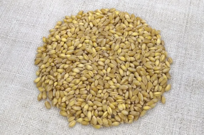 Насіння пшениці ярої твердої Деміра у продажу- фото № 2