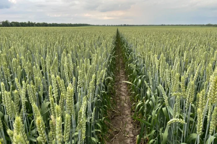 Продаж насіння пшениці ярої Дубравка- фото № 1