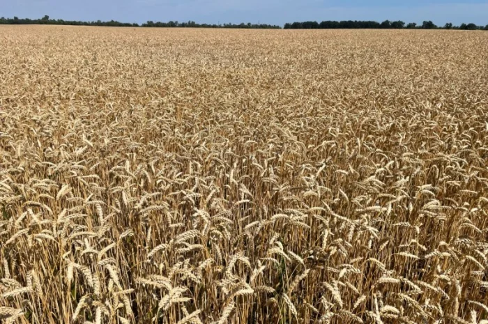 Продаж насіння пшениці ярої Дубравка- фото № 3