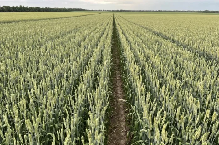 Продаж насіння пшениці ярої Дубравка- фото № 2