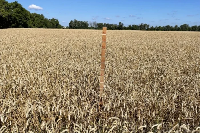 Продаж насіння пшениці ярої Дубравка- фото № 4