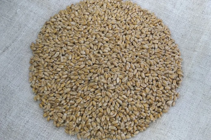 Продаж насіння пшениці ярої Дубравка- фото № 5