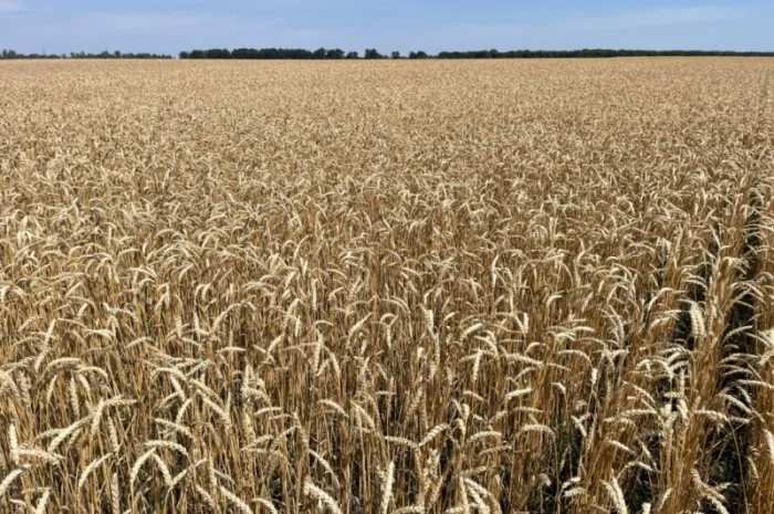 Продажа Насіння пшениці ярої- фото № 1