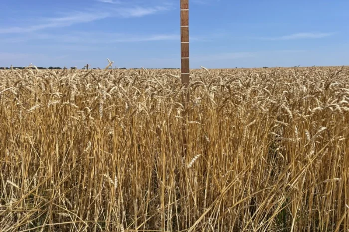Продажа Насіння пшениці ярої- фото № 3
