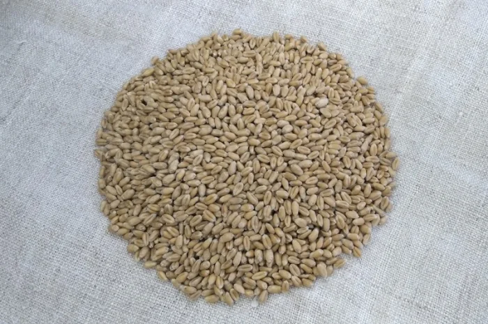 Продажа Насіння пшениці ярої- фото № 2