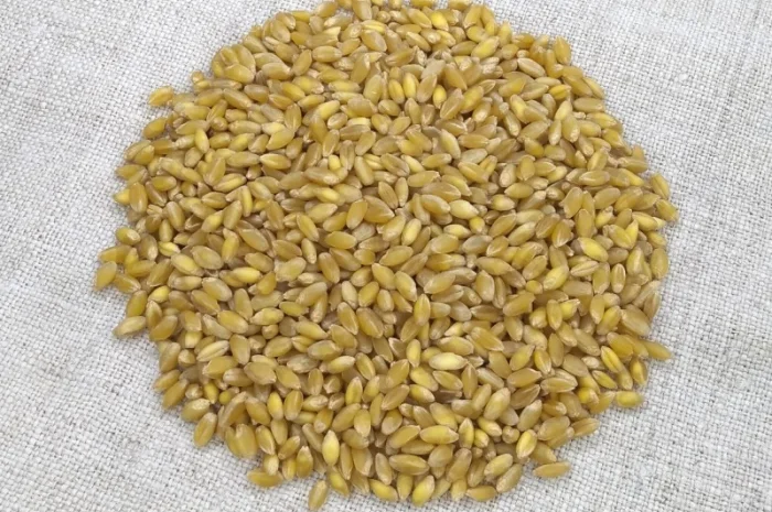 Насіння твердої пшениці Спадщина- фото № 1