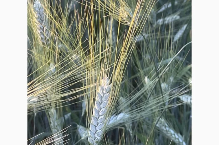 Насіння твердої пшениці Спадщина- фото № 3