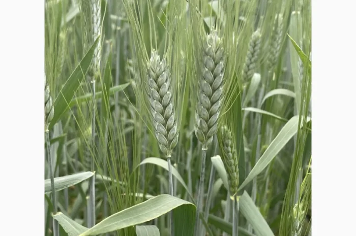 Насіння пшениці твердої Чадо на продаж- фото № 1