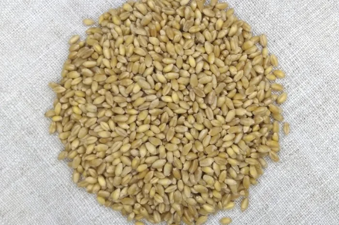 Насіння пшениці твердої Чадо на продаж- фото № 2