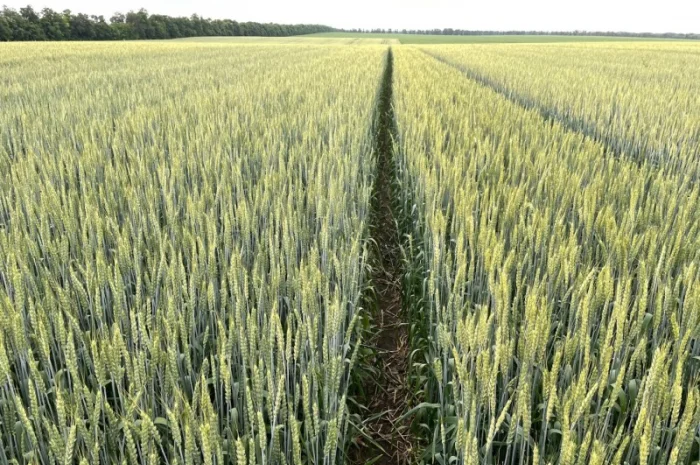 Насіння пшениці ярої МІП Злата, еліта- фото № 2