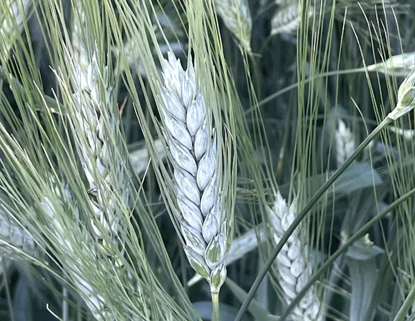 Продаж насіння пшениці твердої ярої Меіса- фото № 1