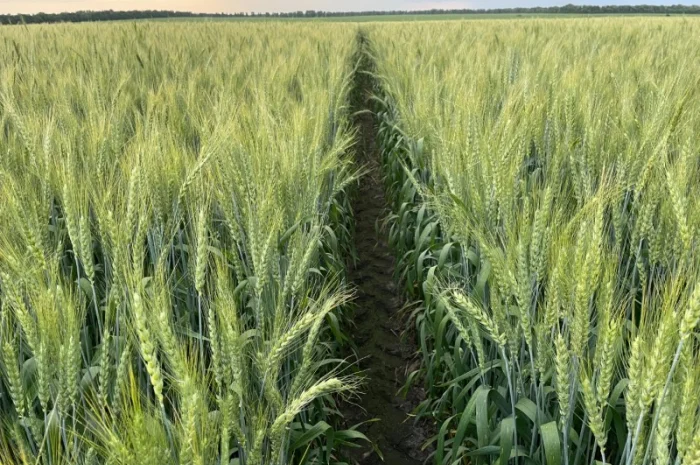 Насіння пшениці ярої МІП Візерунок, перша репродукція- фото № 1