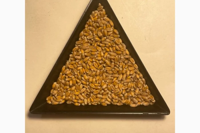 Насіння пшениці ярої МІП Візерунок, перша репродукція- фото № 4