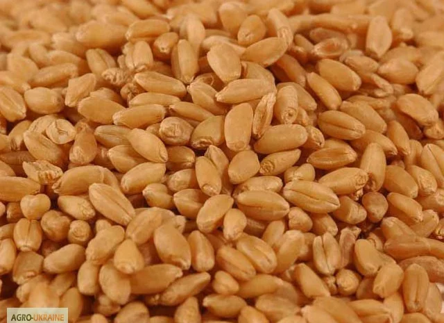 Закупівля пшениці та відходів на самовивіз- фото № 1