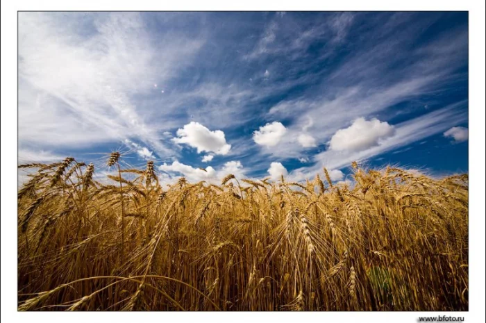 Покупка пшениці 1-4 класу- фото № 1