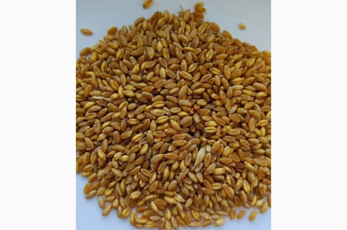 Пшениця тверда БГ Флексадур 2С- фото № 1