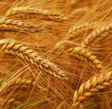 Пшениця Озима Сталева на продаж- фото № 1