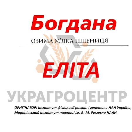 Продаж насіння озимої пшениці БОГДАНА еліта- фото № 1