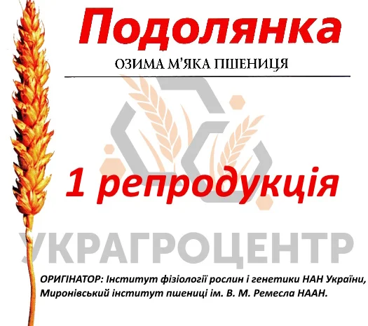 Продаю насіння озимої пшениці Подолянка 2024 року- фото № 1