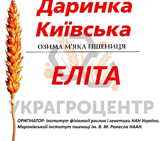 Насіння озимої пшениці ДАРИНКА КИЇВСЬКА еліта 2025 року- фото № 1