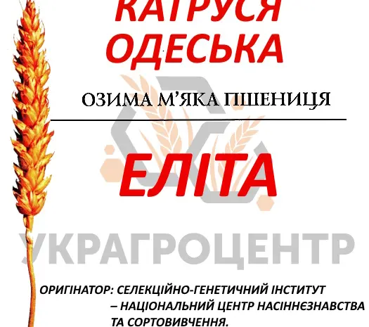 Семена озимой пшеницы Катруся Одесская элита 2025 года- фото № 1