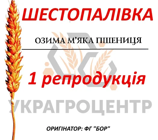 Насіння озимої пшениці Шестопалівка 1 репродукція ФГ БОР 2025р- фото № 1