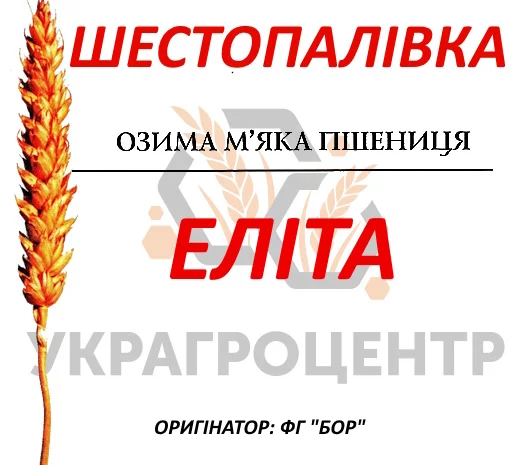 Продаж насіння озимої пшениці Шестопалівка Еліта 2025 року- фото № 1