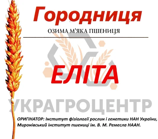 Насіння озимої пшениці ГОРОДНИЦЯ Еліта 2024 року- фото № 1