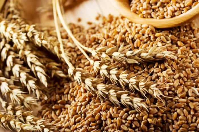 Пшеница фуражная 4 кл. в Кобеляках- фото № 1