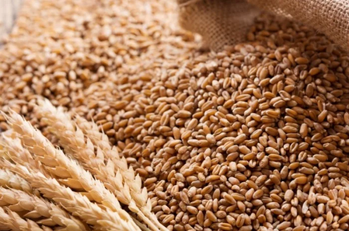 Пшеница 3 класса для закупки- фото № 1