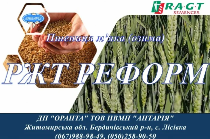 Продажа насіння озимої пшениці РЖТ РЕФОРМ- фото № 1