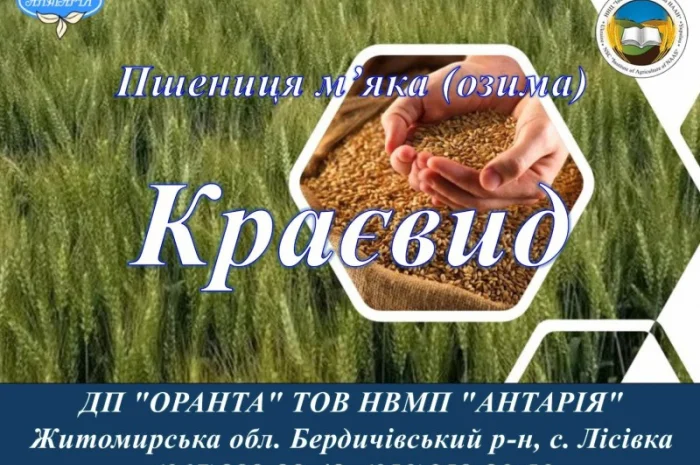 Насіння озимої пшениці Краєвид для продажу- фото № 1