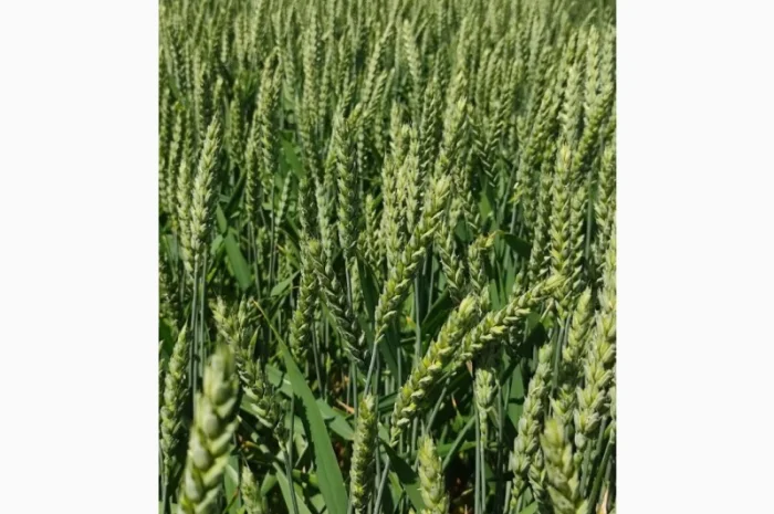 Продаю насіння пшениці Скаген- фото № 2