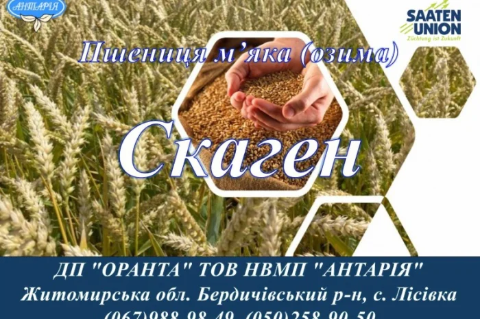 Продаю насіння пшениці Скаген- фото № 1