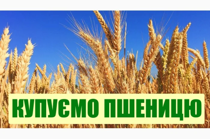 Покупка пшеницы 2 и 3 классов- фото № 2