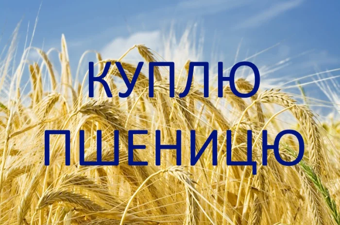 Покупка пшеницы 2 и 3 классов- фото № 1