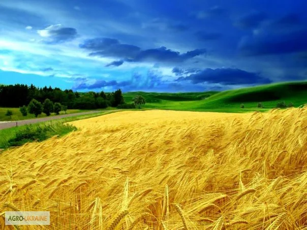 Закупка пшеницы оптом- фото № 1