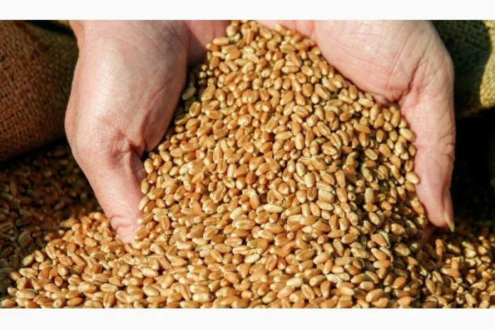 Продажа товарної пшениці 2 та 3 клас- фото № 1