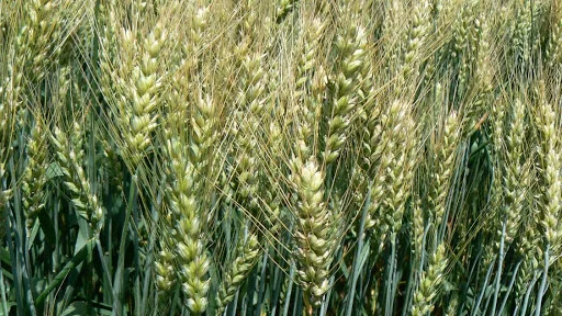 Пшеница озимая Катруся Одеська на продажу- фото № 1