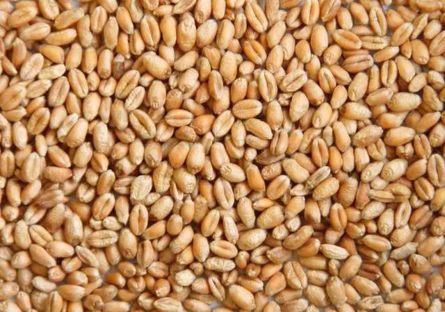 Продажа насіння озимої пшениці МАГНІТКА- фото № 1