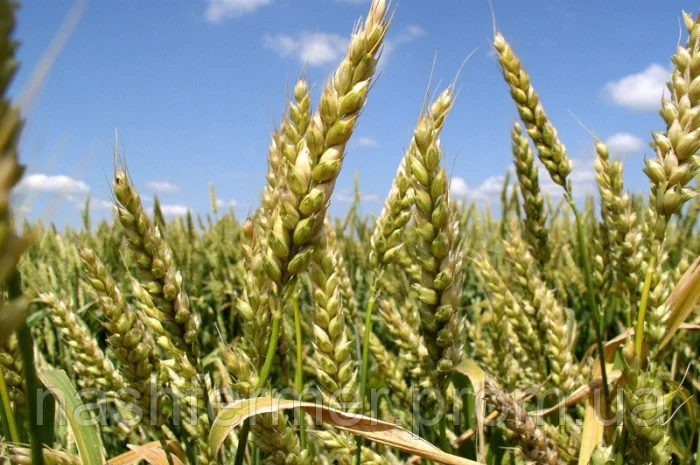 Продаж насіння озимої пшениці Подолянка- фото № 1