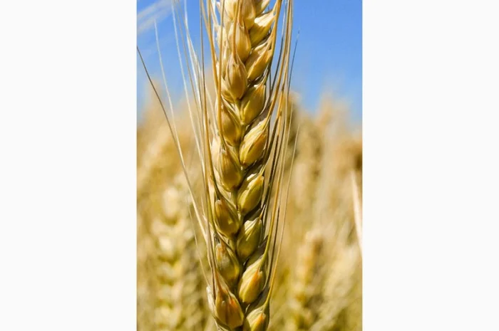 Насіння озимої пшениці Новосмуглянка (еліта/СН-1 репрод.) у Дніпрі- фото № 1