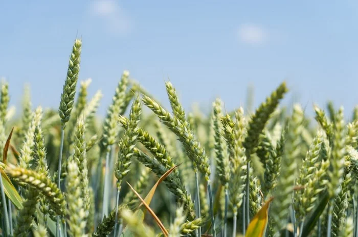 Продаж насіння озимої пшениці МІП ЮВІЛЕЙНА- фото № 1