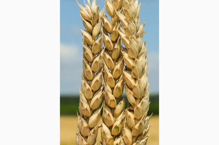 Продаж насіння озимої пшениці БОГДАНА- фото № 1