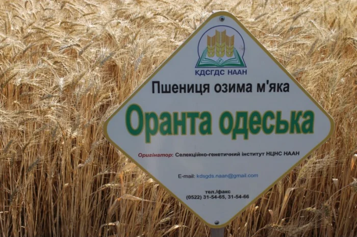 Насіння озимої пшениці Оранта Одеська (еліта) в Днепре- фото № 1
