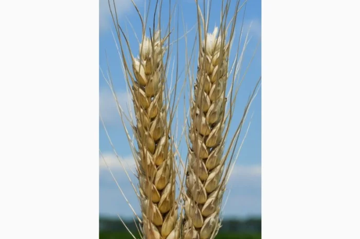 Насіння озимої пшениці Тайра (еліта) в Днепре- фото № 1